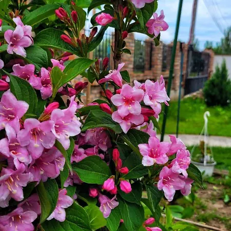 Гостевой дом Casa Alba Нэводари