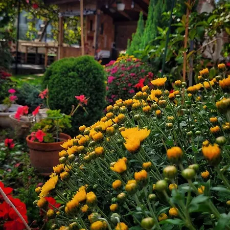 Гостевой дом Casa Alba