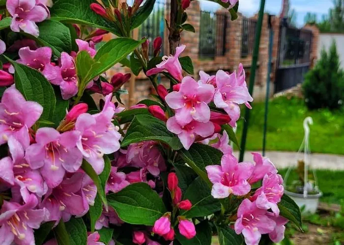 招待所 Casa Alba 那沃达利